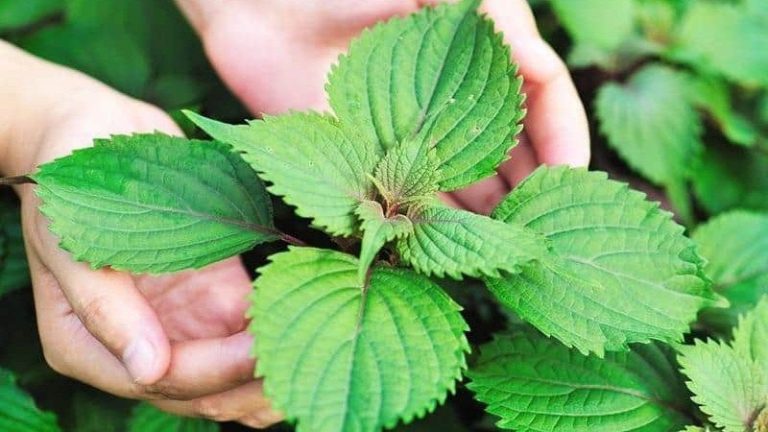 Cây Kinh Giới và tác dụng không phải ai cũng biết