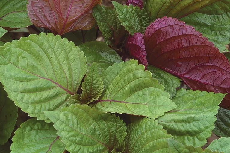 Tía tô giúp giảm ho đờm, khó thở cho người bệnh Covid-19 hiệu quả