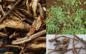 Tác dụng của cây phòng phong hỗ trợ điều trị Covid-19