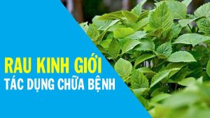 Kinh giới có làm giảm các triệu chứng sau tiêm vaccine Covid-19 như lời đồn không?