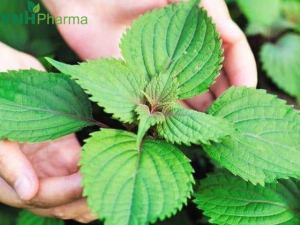 Lá kinh giới – Thảo dược quý giúp giảm triệu chứng ho