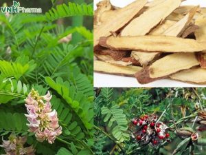 Tìm hiểu về cây cảm thảo và tác dụng chữa long đờm