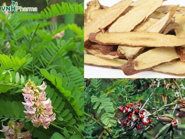 Tìm hiểu về cây cảm thảo và tác dụng chữa long đờm