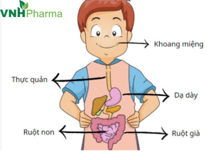 5 cách hỗ trợ hệ tiêu hóa của trẻ khỏe mạnh