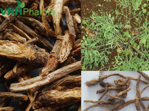 Cây phòng phong – Vũ khí trị cúm hiệu quả cho trẻ nhỏ