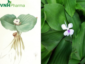 Cây địa liền – Thảo dược tự nhiên chống viêm họng và hạ sốt