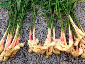 Giảm tiêu đờm hiệu quả với sinh khương