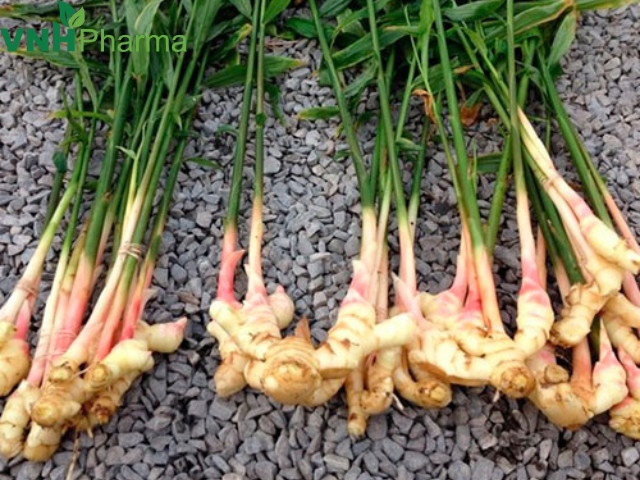 Giảm tiêu đờm hiệu quả với sinh khương